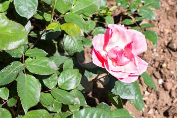 Travel to Turkey - pink rose flower on green bush in garden in Istanbul city in spring