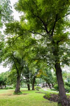 travel to Latvia - old trees in Vermanes Garden (Vermanes darzs) in Riga city in september