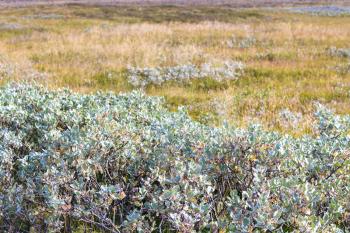 travel to Iceland - green bush on meadow in Iceland in autumn near Biskupstungnabraut road near Gullfoss waterfall