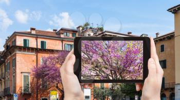travel concept - tourist photographs spring cityscape in Verona city in Italy in spring season on tablet