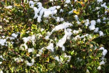 melting snow on green leaves of Holly bush in winter