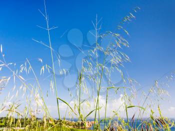 travel to France - meadow grass on coastline of English Channel in Saint-Guirec area of Perros-Guirec commune on Pink Granite Coast of Cotes-d'Armor department in north of Brittany in summer morning