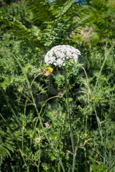 travel to France - white yarrow flower on meadow in Ploumanac'h site of Perros-Guirec commune on Pink Granite Coast of Cotes-d'Armor department in the north of Brittany in sunny summer day