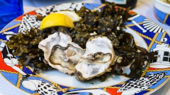 travel to France - atlantic fresh oysters on plate in local fish restaurant in Treguier town in the Cotes-d'Armor department of Brittany