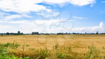 country landscape - rural landscape along route E30 in Central Poland in summer