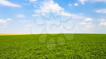 country landscape - green alfalfa field under blue sky with white clouds near commune L'Epine Marne in sunny summer day in Champagne region of France
