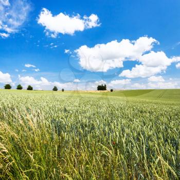 country landscape - green wheat field under blue sky in Picardy region of France in summer day