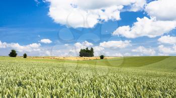 country landscape - view of wheat field under blue sky with white clouds in Picardy region of France in summer day