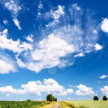 country landscape - blue sky with white clouds over cereal fields in Picardy region of France in summer day