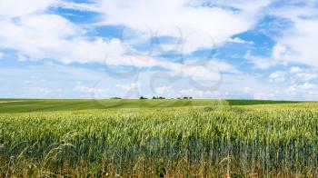 country landscape - blue sky with white clouds over green wheat field in Picardy region of France in summer day