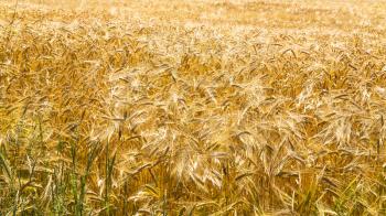 country landscape - yellow ripe rye on field in Cotes-d'Armor department of Brittany, France in sunny summer day