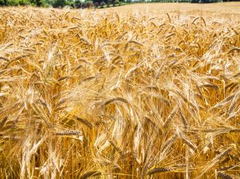 country landscape - yellow ripe rye ears on field in Cotes-d'Armor department of Brittany, France in sunny summer day