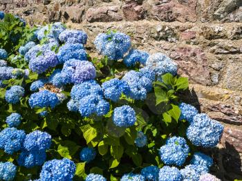 travel to France - traditional hydrangea flowers near outdoor house wall in Cotes-d'Armor department of Brittany in sunny summer day