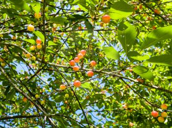 travel to France - cherry tree with red and yellow fruits in Cotes-d'Armor department of Brittany in sunny summer day