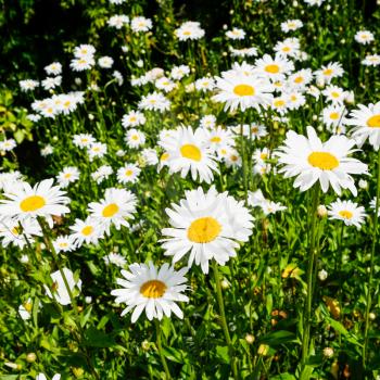 travel to France - many daisy flowers on green meadow on atlantic coast in Paimpol town in Cotes-d'Armor department of Brittany in summer