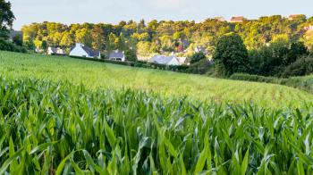 travel to France - green corn field in Ploubazlanec village of Paimpol region in Cotes-d'Armor department of Brittany in summer evening