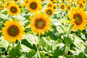 country landscape - yellow sunflowers on field in Val de Loire region of France in sunny summer day