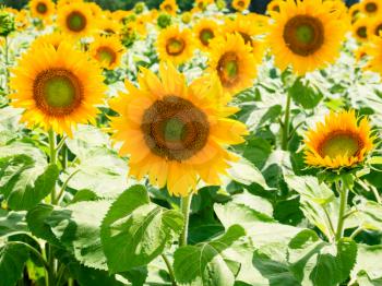 country landscape - yellow sunflower flowers on field in Val de Loire region of France in sunny summer day