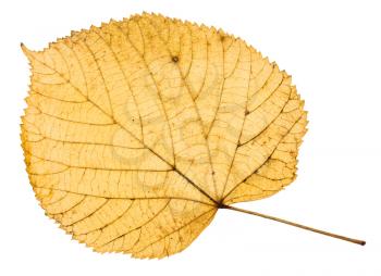 back side of yellow autumn leaf of linden tree isolated on white background