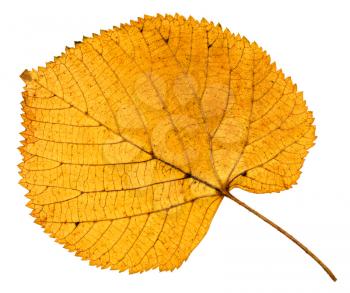 back side of dried autumn leaf of linden tree isolated on white background