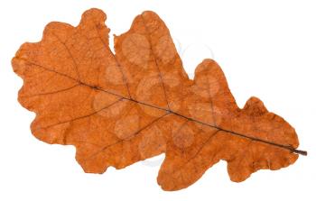 autumn dried leaf of oak tree isolated on white background