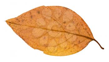 back side of yellow autumn leaf of poplar tree isolated on white background