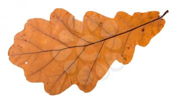 autumn leaf of oak tree isolated on white background