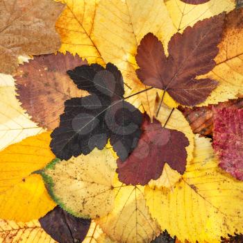 top view of natural autumn background from various fallen leaves of viburnum, lime, elm trees