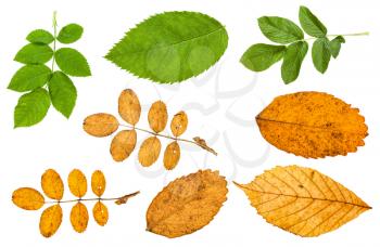 set of various leaves of dog-rose plants isolated on white background