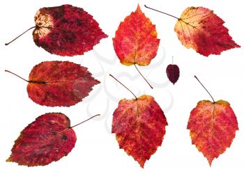 set of red autumn leaves of alder tree isolated on white background