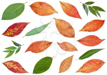 set of various leaves of willow trees isolated on white background