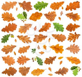 set of various leaves of oak trees isolated on white background