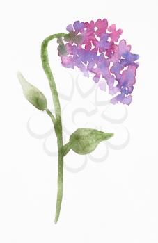 training drawing in suibokuga sumi-e style with watercolor paints - twig of Syringa (lilac) plant hand painted on white paper