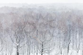 above view of oak trees in forest in snow fall in cold winter day