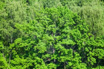 above view of old oak tree in green forest illuminated by sun in summer day