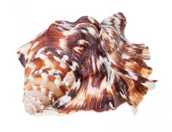dark brown conch of muricidae mollusc isolated on white background