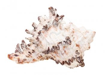 white shell of rock snail isolated on white background
