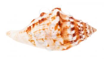 conch of sea mollusk isolated on white background