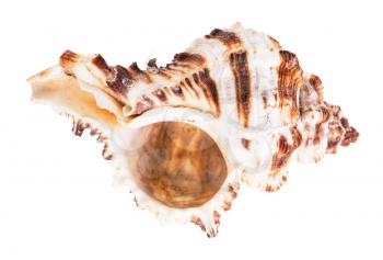empty brown striped shell of muricidae mollusk isolated on white background