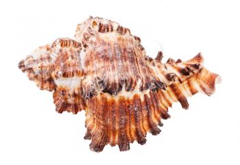 shell of brown muricidae mollusk isolated on white background