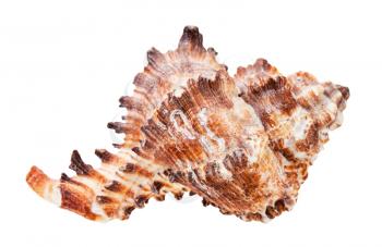 conch of brown muricidae mollusk isolated on white background