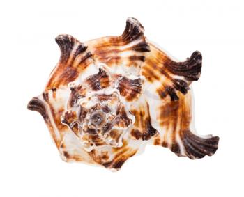 front view of brown striped conch of muricidae mollusk isolated on white background