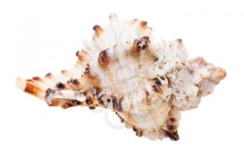 seashell of mollusk isolated on white background