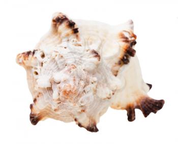 helix seashell of mollusk isolated on white background