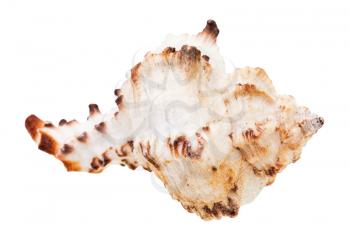 white seashell of mollusk isolated on white background
