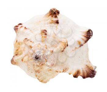 helix white seashell of mollusk isolated on white background
