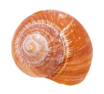 orange shell of snail isolated on white background