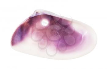 empty purple conch of clam perforated for making beads isolated on white background