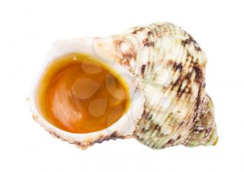 empty green and brown shell of whelk mollusc isolated on white background