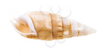empty shell of cerith mollusc isolated on white background
